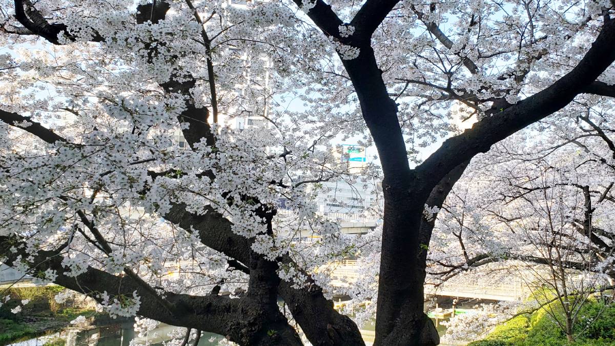 What’s all the hype over Japan’s cherry blossoms?